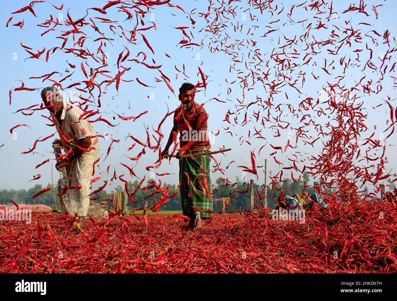 Arbeiterinnen sortieren roten Chilischoten in verschiedenen Farmen im Norden von Bangladesch. Stockfoto