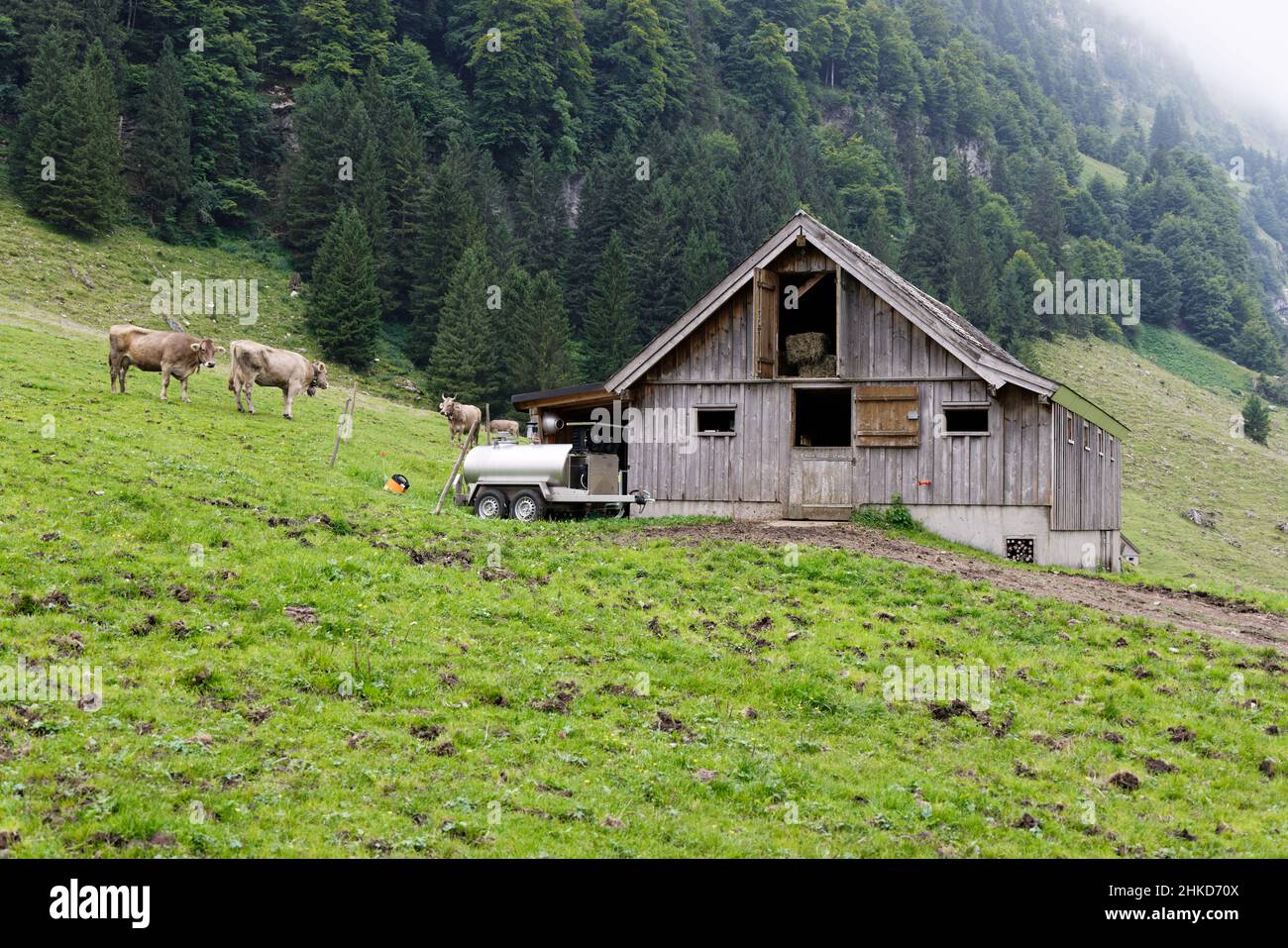 Bergscheune seealpsee, Scheune mit offenem Fenster im Dachgeschoss, sichtbare Heuballen, vor dem Haus Milchwagen und Kühe auf der grünen Weide, in t Stockfoto
