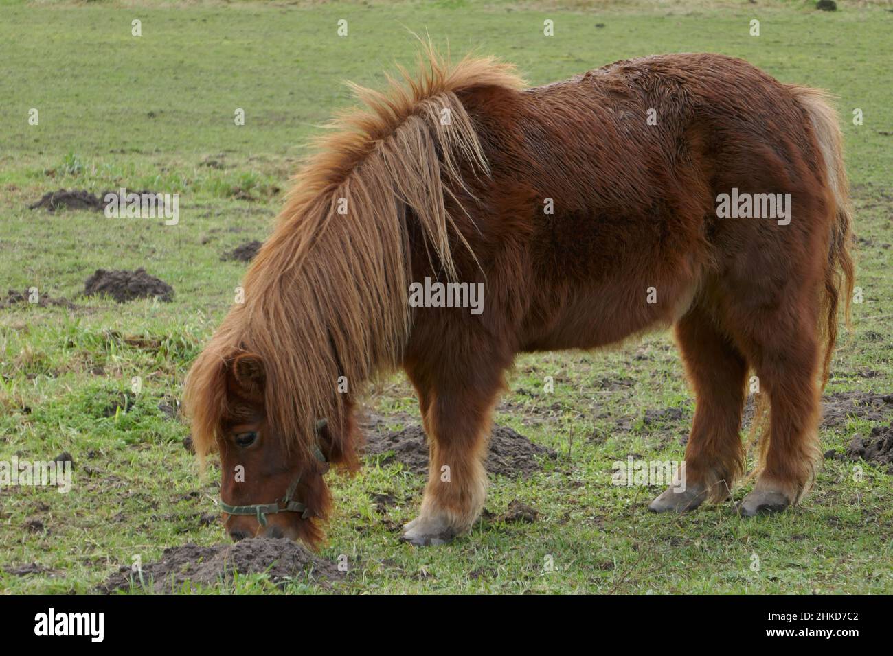 Braunes Pony grast auf der Wiese. Von der Seite gesehen. Stockfoto