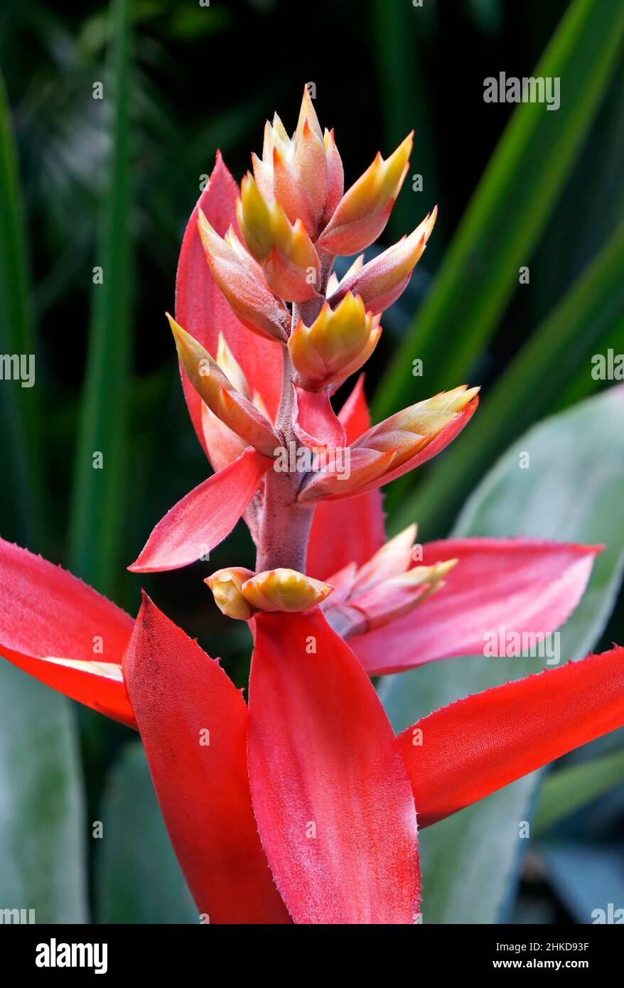 Bromeliadblume (Aechmea tillandsioides) auf tropischem Garten Stockfoto