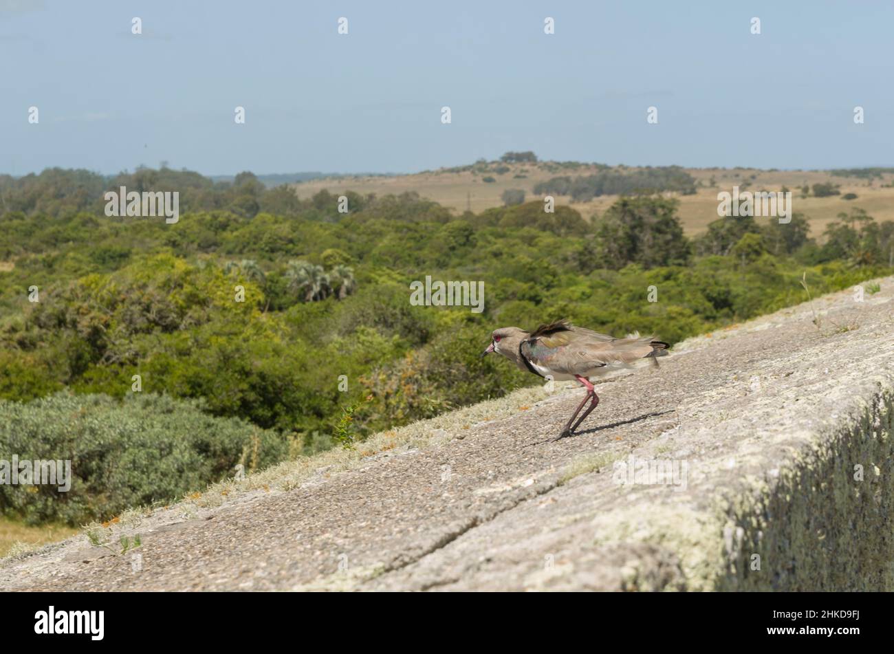 Vogel Vanellus chilensis (Quero-quero) bereit auf Felsen zu fliegen. Stockfoto