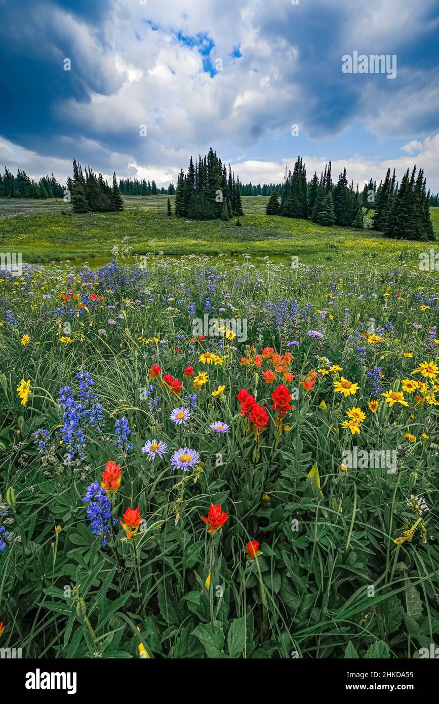 Wildblumen, Trophy Wiesen, Wells Gray Provincial Park, Britisch-Kolumbien, Kanada Stockfoto