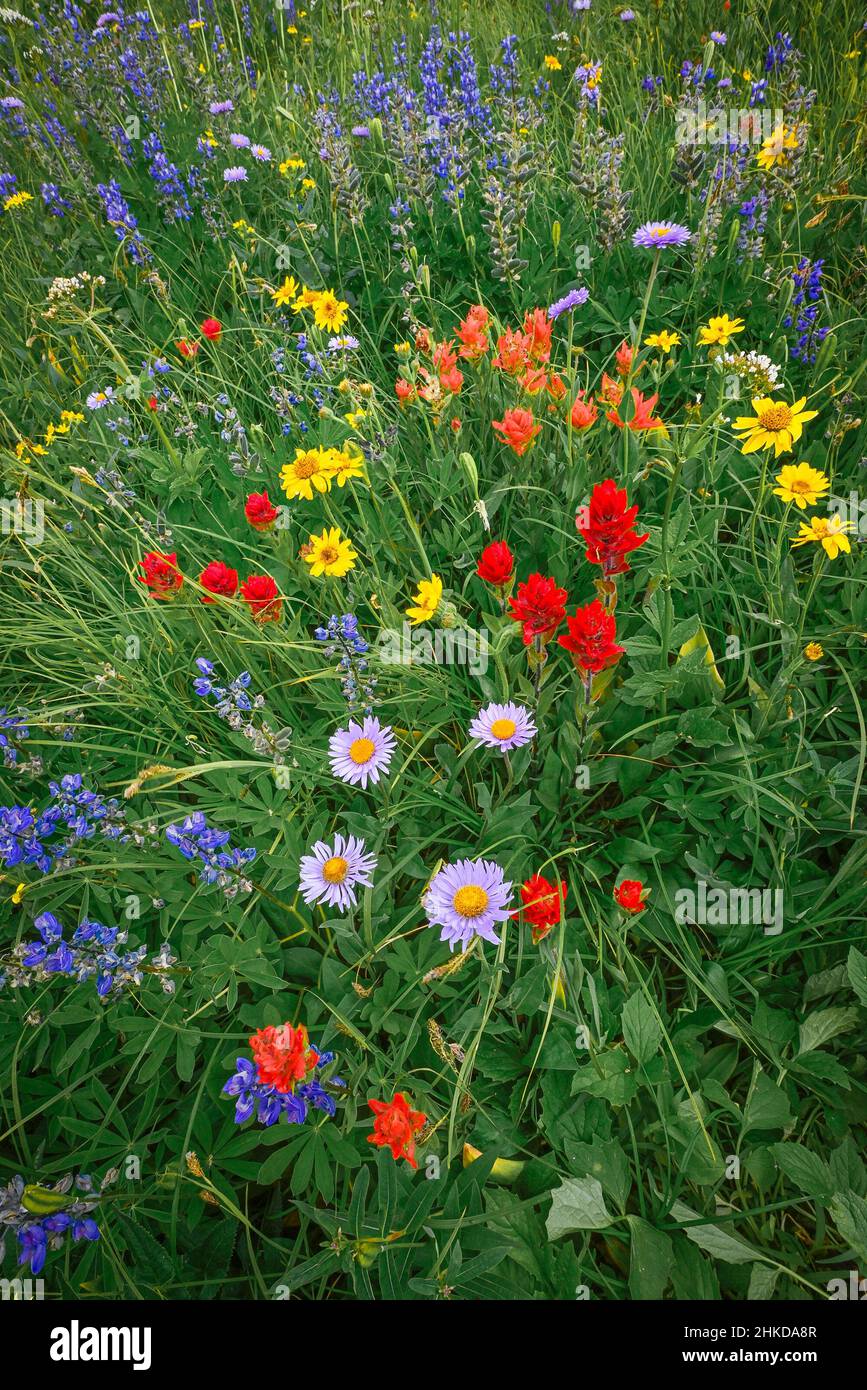 Wildblumen, Trophy Wiesen, Wells Gray Provincial Park, Britisch-Kolumbien, Kanada Stockfoto