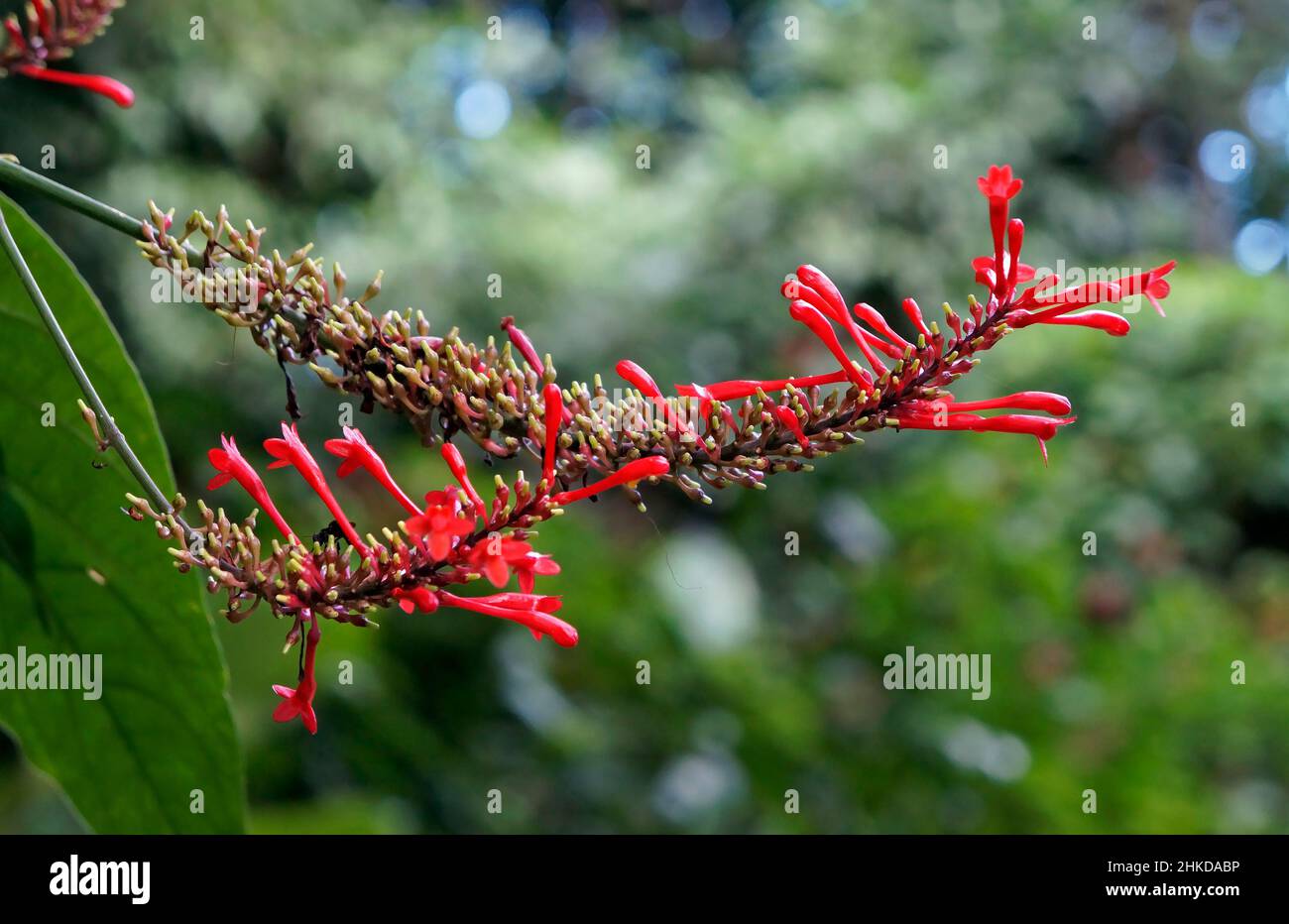 Dorn des roten Feuers (Odontonema strictum) Stockfoto