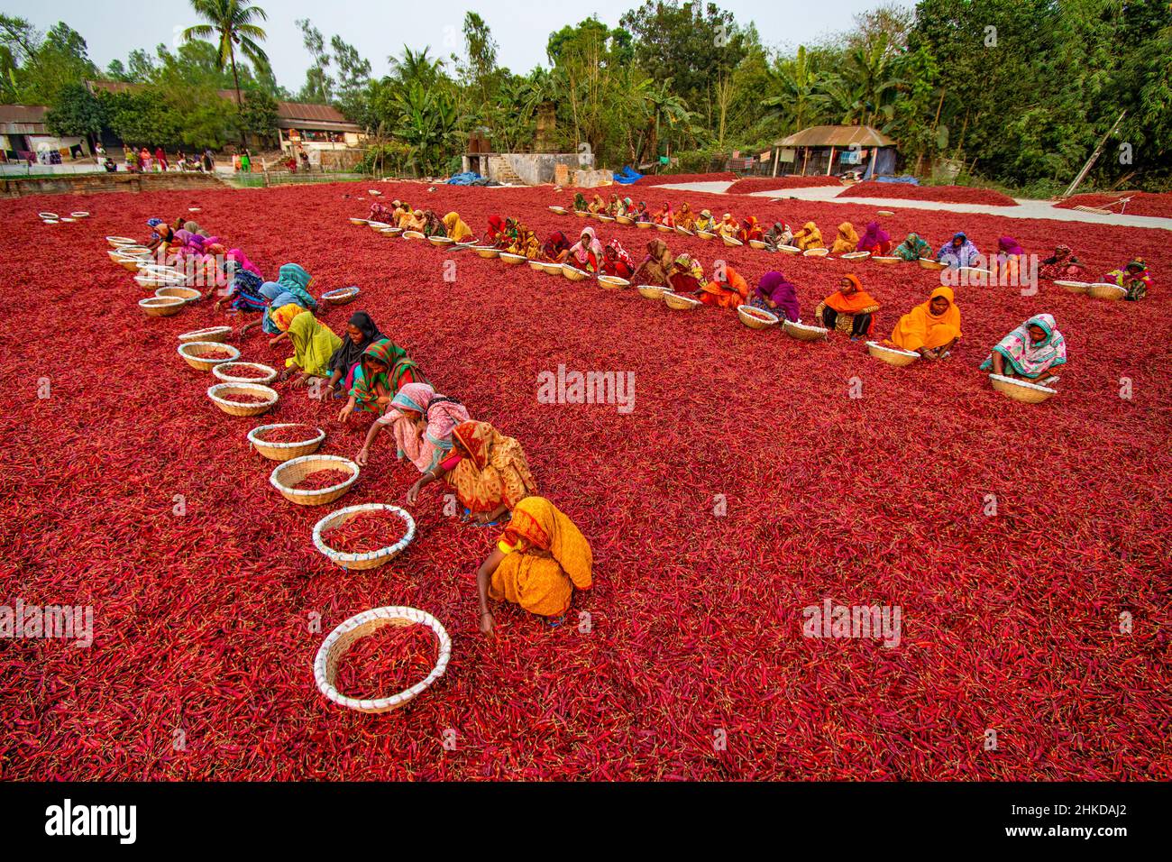 Arbeiterinnen sortieren roten Chilischoten in verschiedenen Farmen im Norden von Bangladesch. Stockfoto