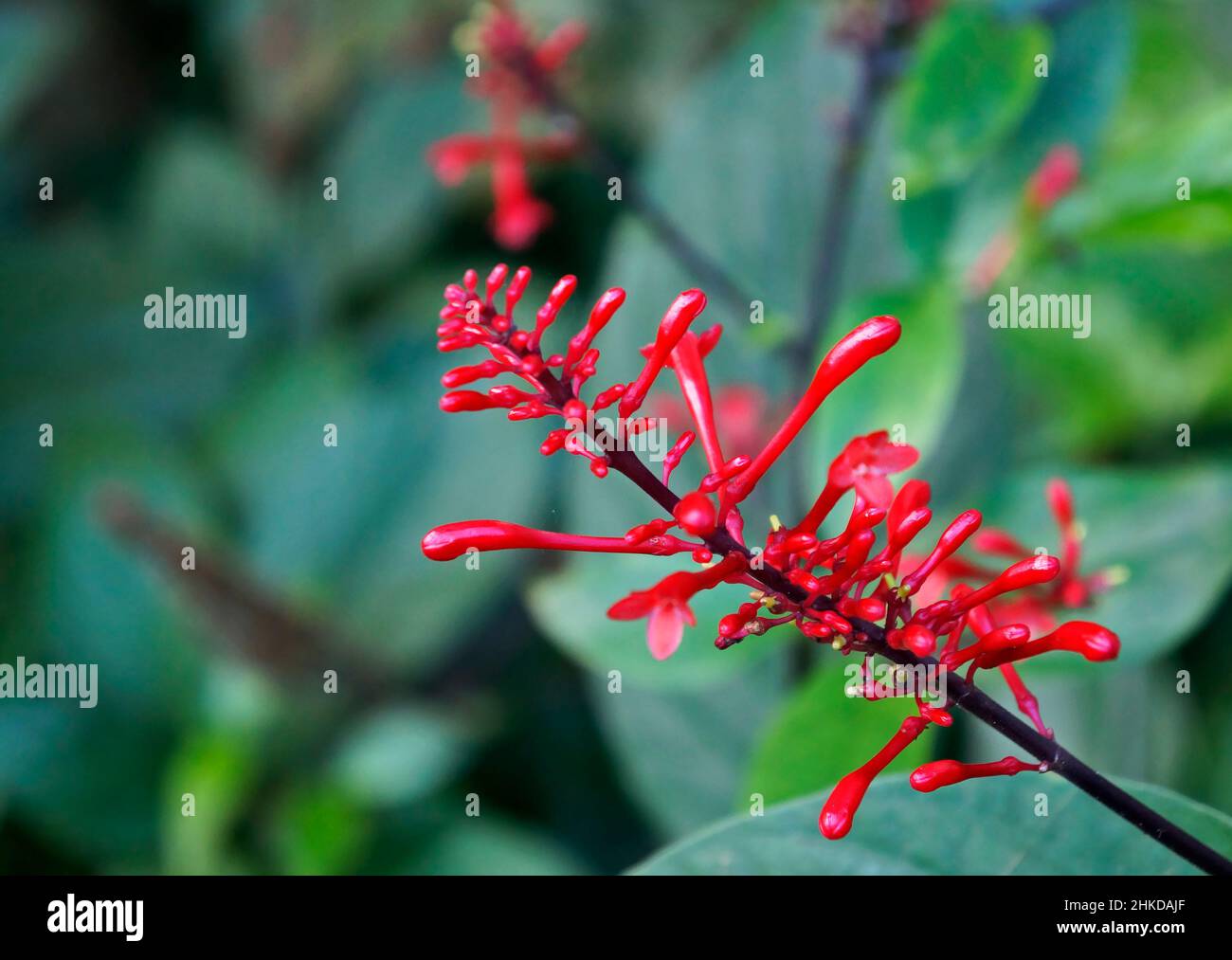 Dorn des roten Feuers (Odontonema strictum) Stockfoto