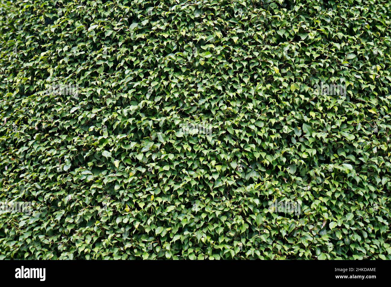 Blätter Hintergrund, weinende Feige (Ficus benjamina) Stockfoto