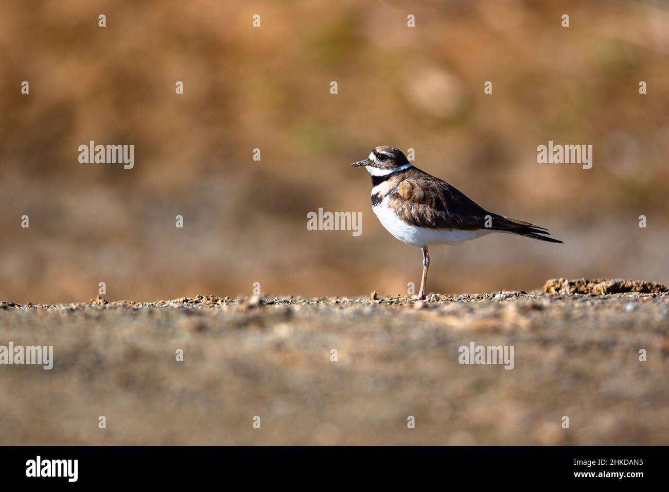 Porträt eines Killdeer-Plünderung, der auf einem flachen Boden vor einem weichen, warmen Hintergrund steht. Stockfoto