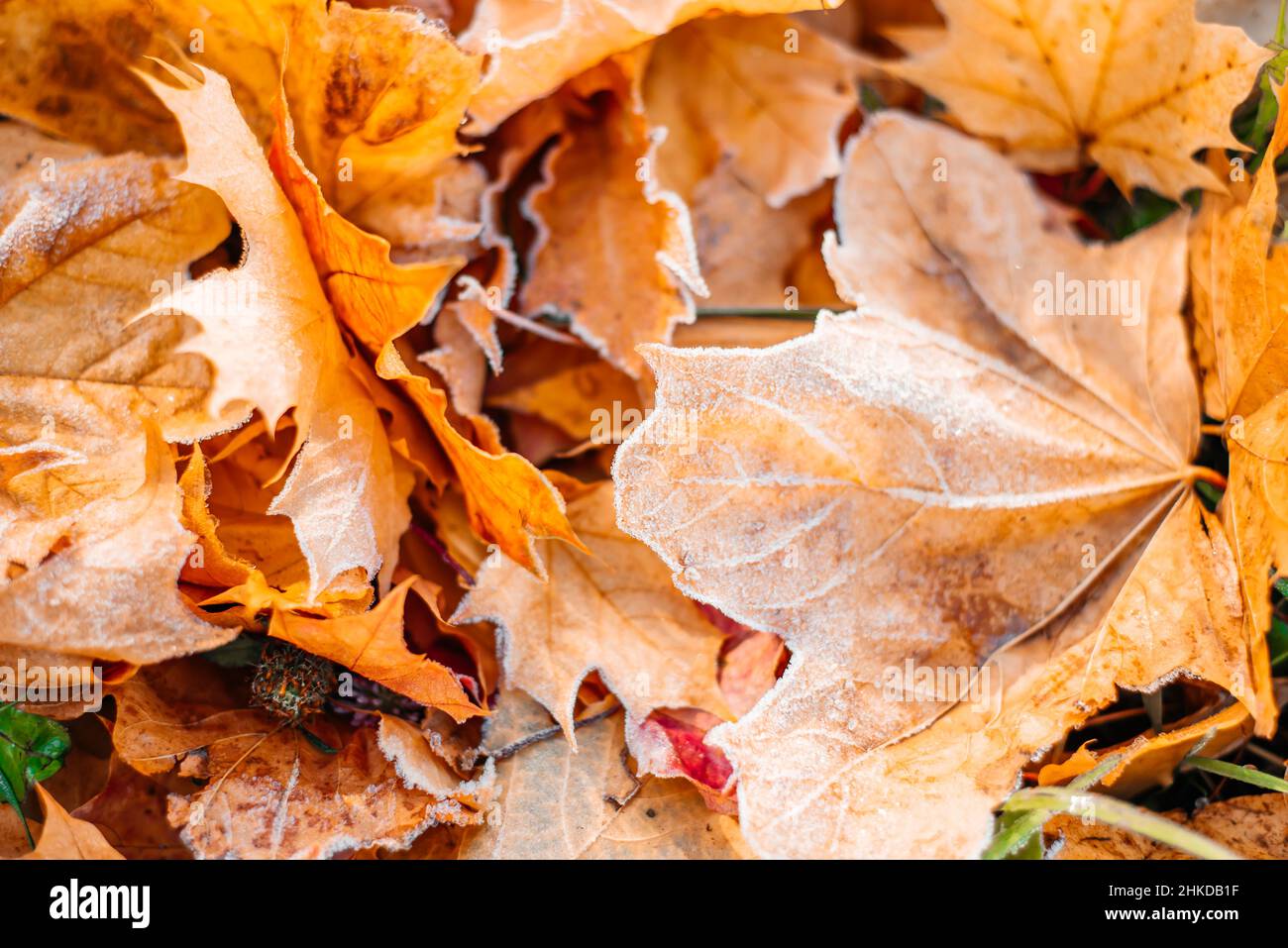 Farbenfrohe Herbstblätter mit Abstäubung von Frost. Herbstblatt Herbst. Stockfoto