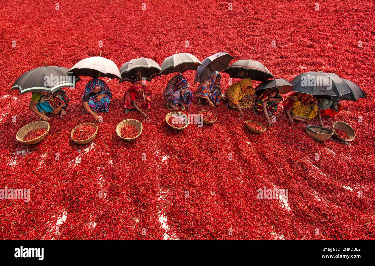 Arbeiterinnen sortieren roten Chilischoten in verschiedenen Farmen im Norden von Bangladesch. Stockfoto