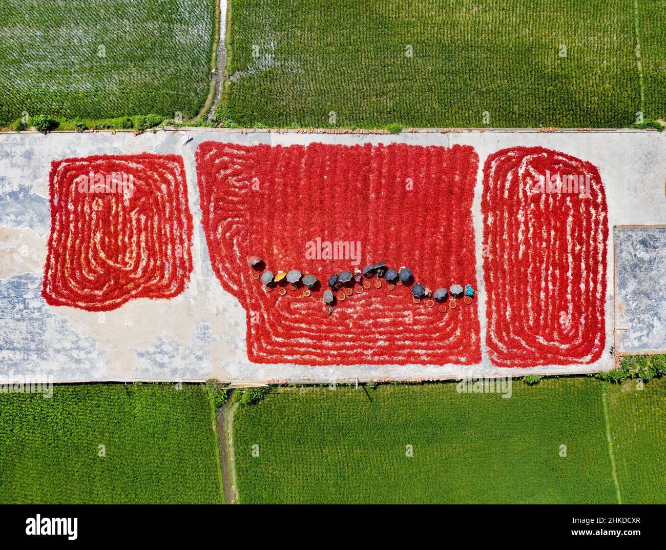 Arbeiterinnen sortieren roten Chilischoten in verschiedenen Farmen im Norden von Bangladesch. Stockfoto