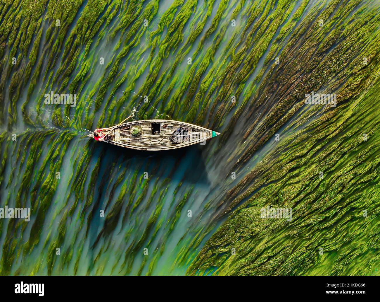 Luftaufnahme eines Bootes, das seinen Weg durch Algen, Bogra, Bangladesch, macht Stockfoto