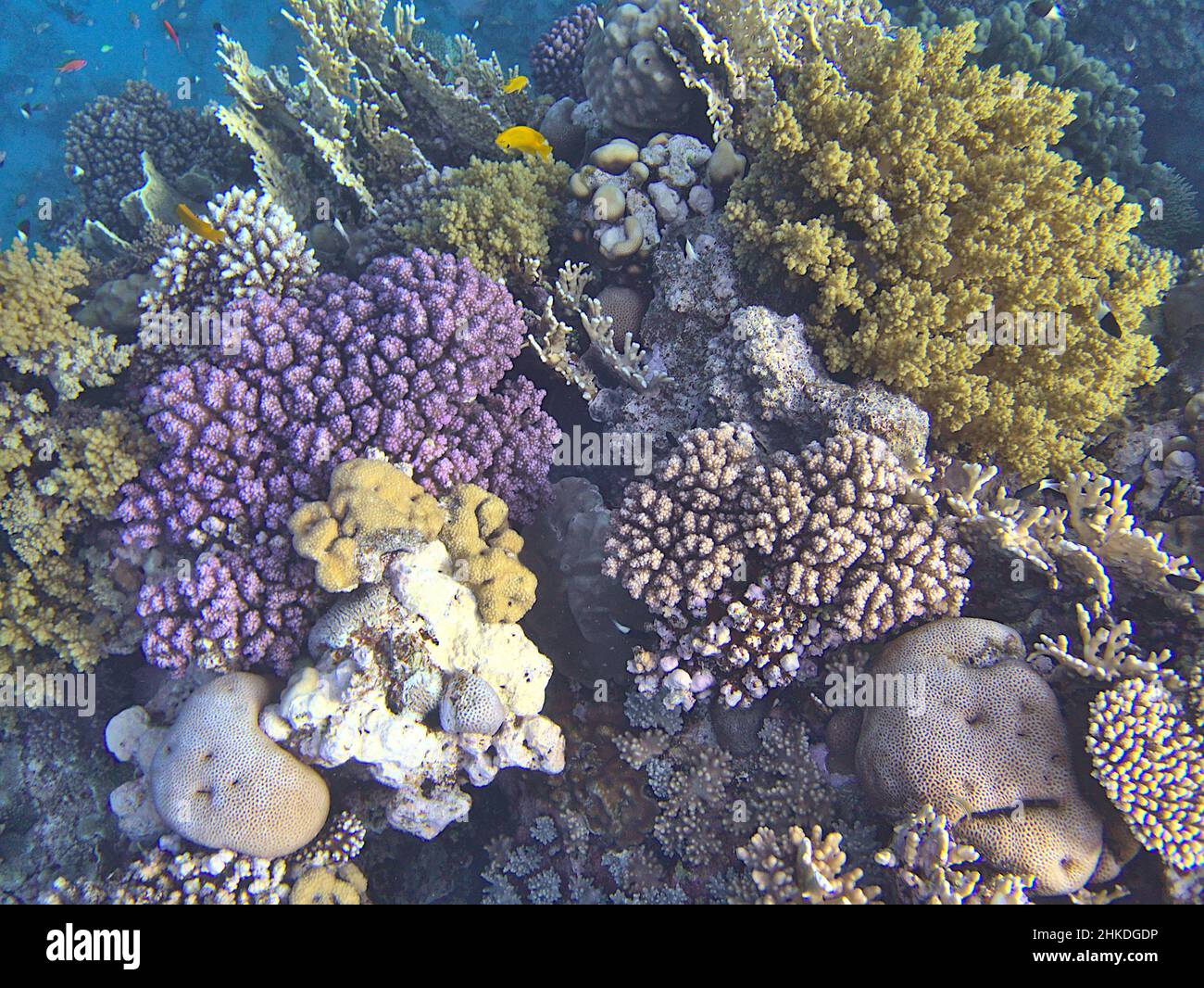 Nahaufnahme eines Korallenriffs Stockfoto