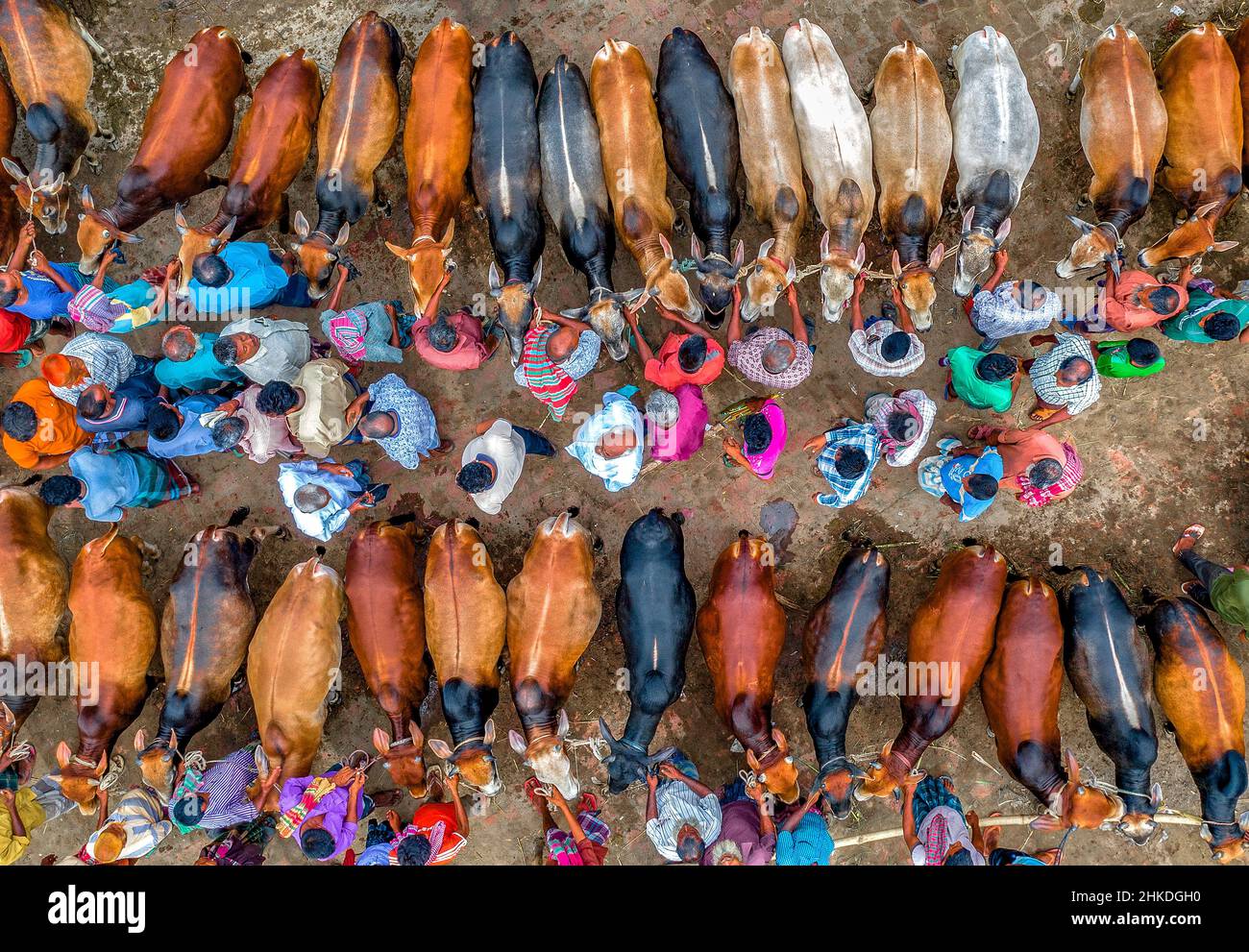 Tausende von Kühen werden auf einem geschäftigen Viehmarkt in Bangladesch verkauft. Mehr als 50.000 der Tiere werden von Landwirten gesammelt. Stockfoto