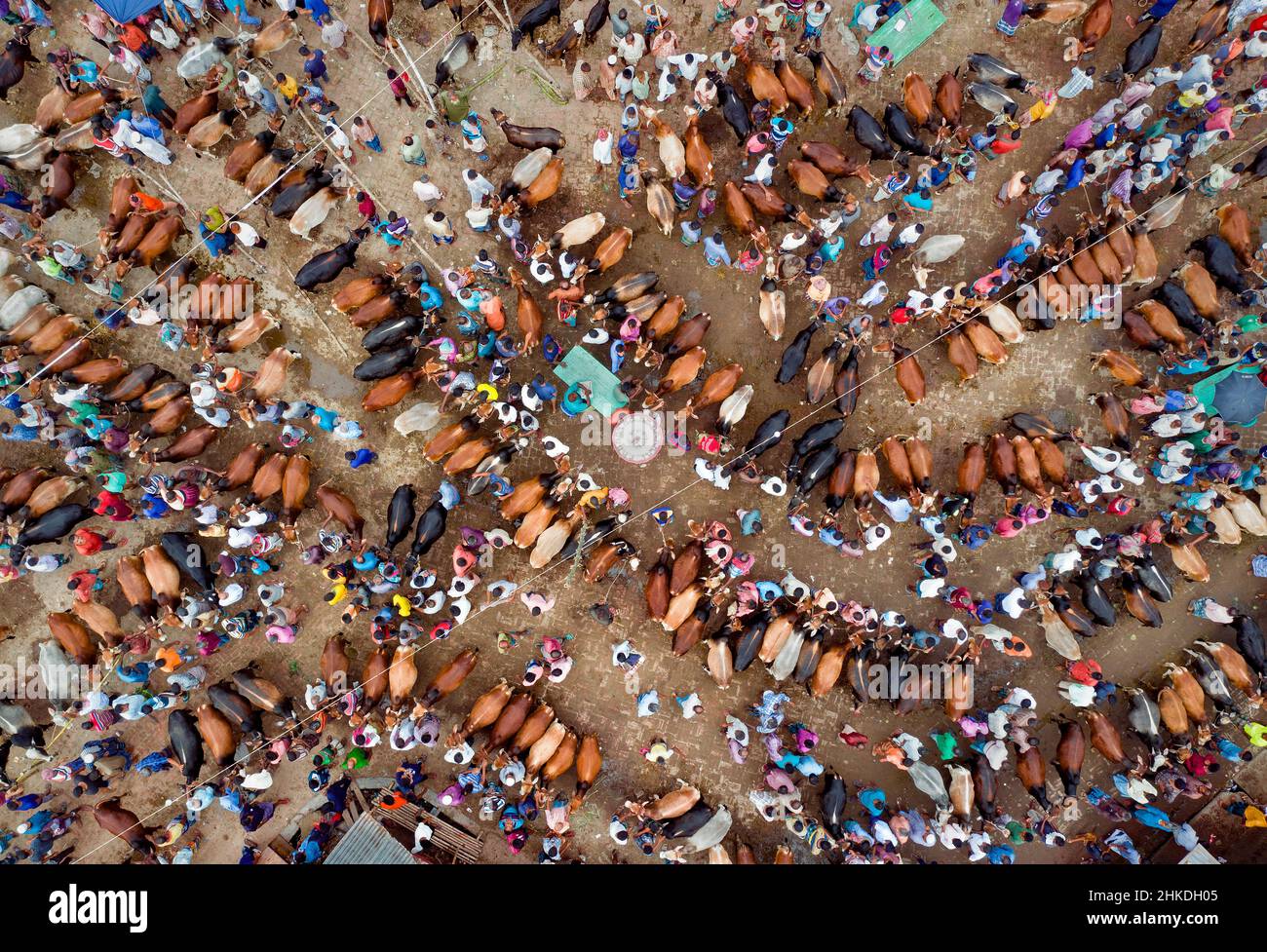 Tausende von Kühen werden auf einem geschäftigen Viehmarkt in Bangladesch verkauft. Mehr als 50.000 der Tiere werden von Landwirten gesammelt. Stockfoto