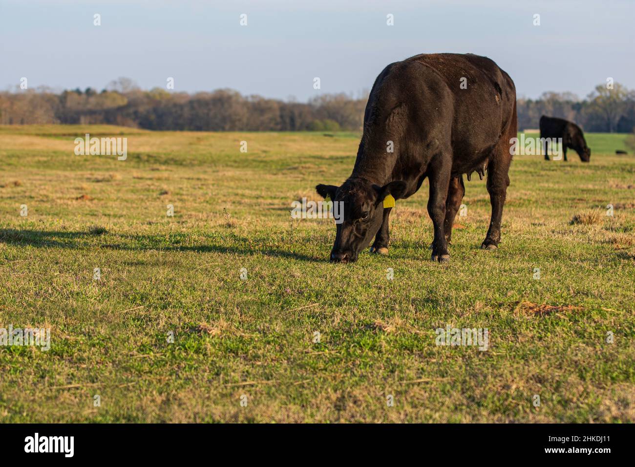 Angus-Färse grast in einer Frühfrühlingsweide mit negativem Platz links und unten. Stockfoto