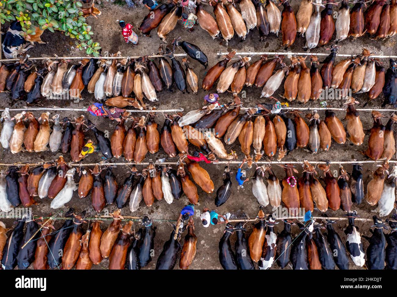 Tausende von Kühen werden auf einem geschäftigen Viehmarkt in Bangladesch verkauft. Mehr als 50.000 der Tiere werden von Landwirten gesammelt. Stockfoto