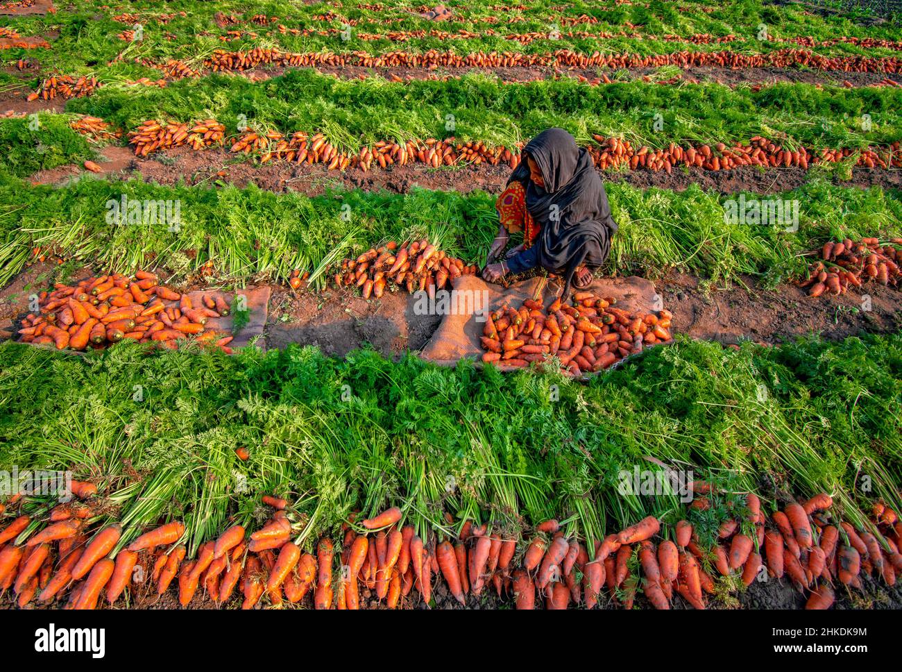 Die Bauern waschen und verarbeiten Karotten Stockfoto