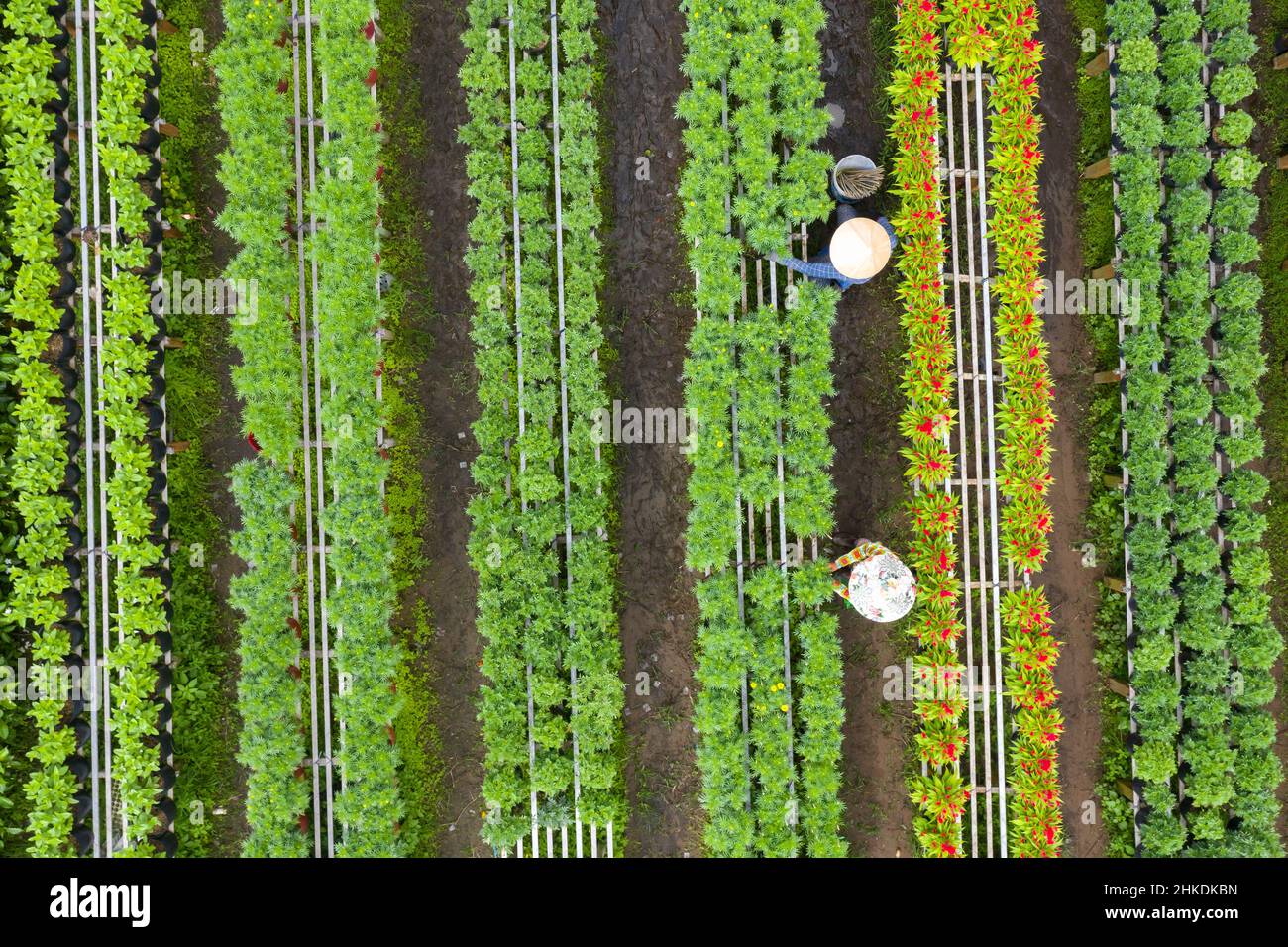Luftbild Blumenfeld. Agro-industriellen Komplex, auf dem Blumen in Dong Thap wachsen, Vietnam Tet 2022 neues Jahr Stockfoto