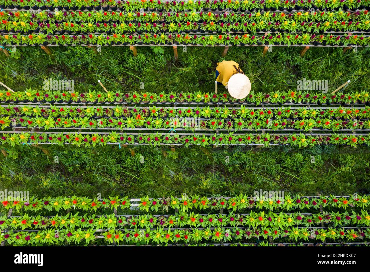 Luftbild Blumenfeld. Agro-industriellen Komplex, auf dem Blumen in Dong Thap wachsen, Vietnam Tet 2022 neues Jahr Stockfoto
