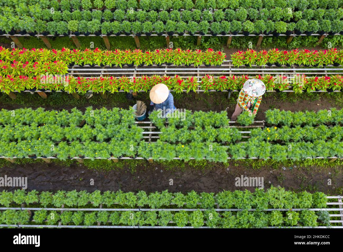 Luftbild Blumenfeld. Agro-industriellen Komplex, auf dem Blumen in Dong Thap wachsen, Vietnam Tet 2022 neues Jahr Stockfoto