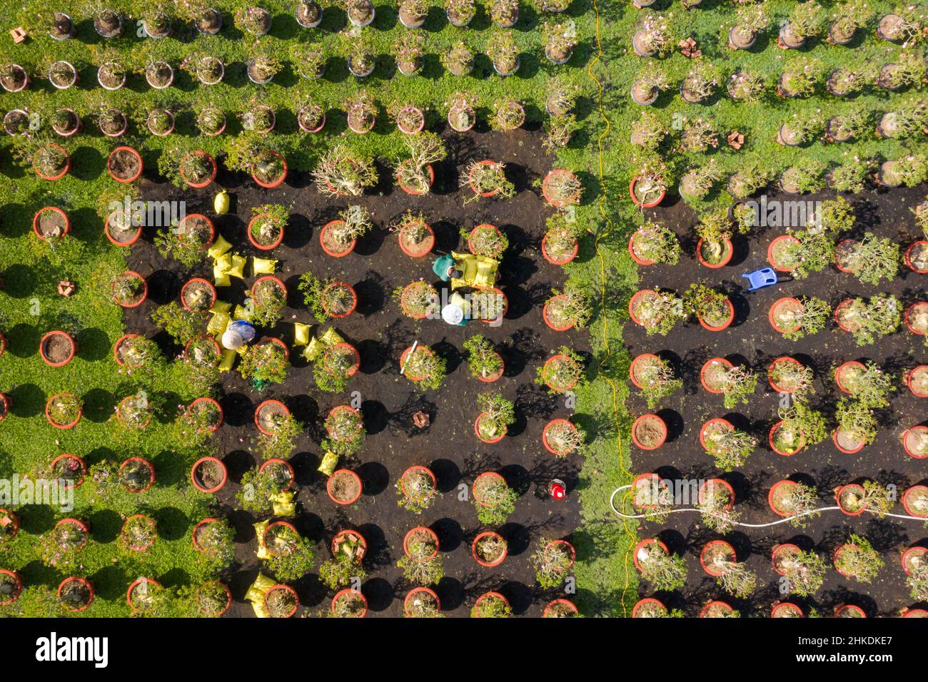 Luftbild Blumenfeld. Agro-industriellen Komplex, auf dem Blumen in Dong Thap wachsen, Vietnam Tet 2022 neues Jahr Stockfoto