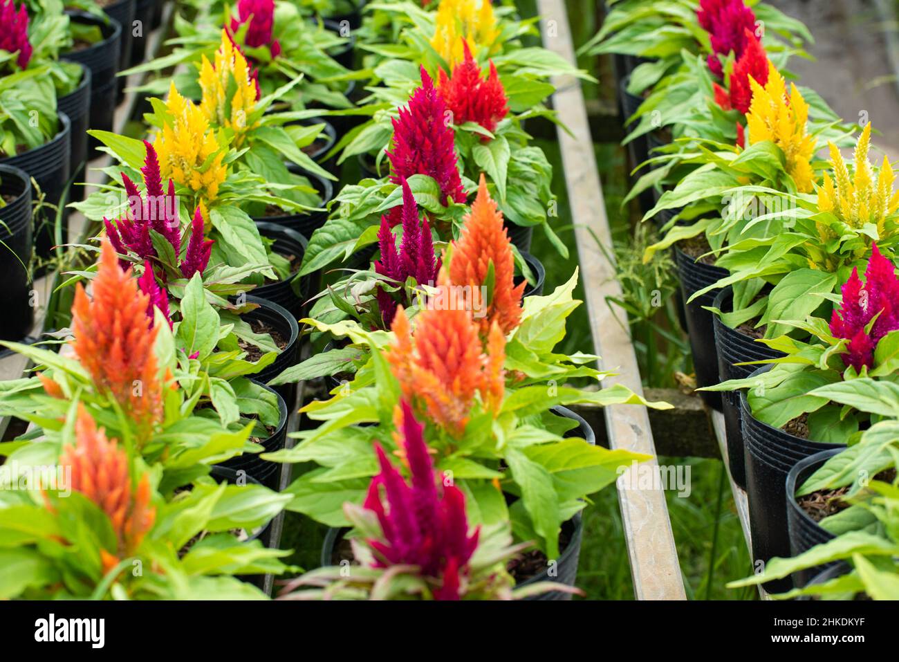 Luftbild Blumenfeld. Agro-industriellen Komplex, auf dem Blumen in Dong Thap wachsen, Vietnam Tet 2022 neues Jahr Stockfoto