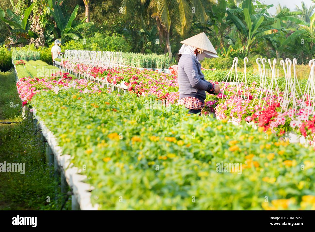 Die Bauern kümmern sich im neuen Jahr des SADEC Tet 2022 um Körbe mit Ringelblumen und Chrysanthemen im Frühlingsgarten Stockfoto