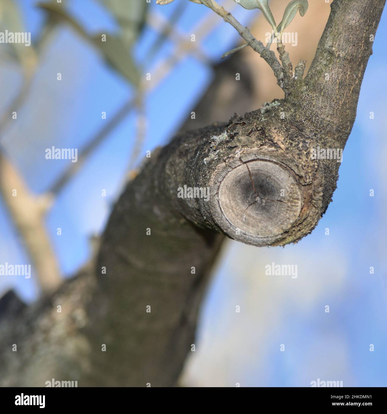 Olivenzweig mit beschneideter Narbe im unscharfen natürlichen Hintergrund Stockfoto