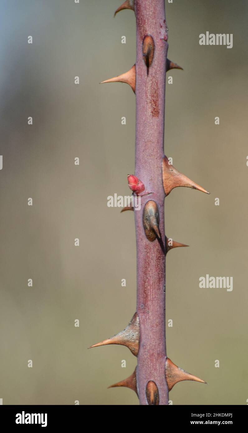 Rosenstamm mit Dornen, Nahaufnahme auf unscharfem natürlichen Hintergrund Stockfoto