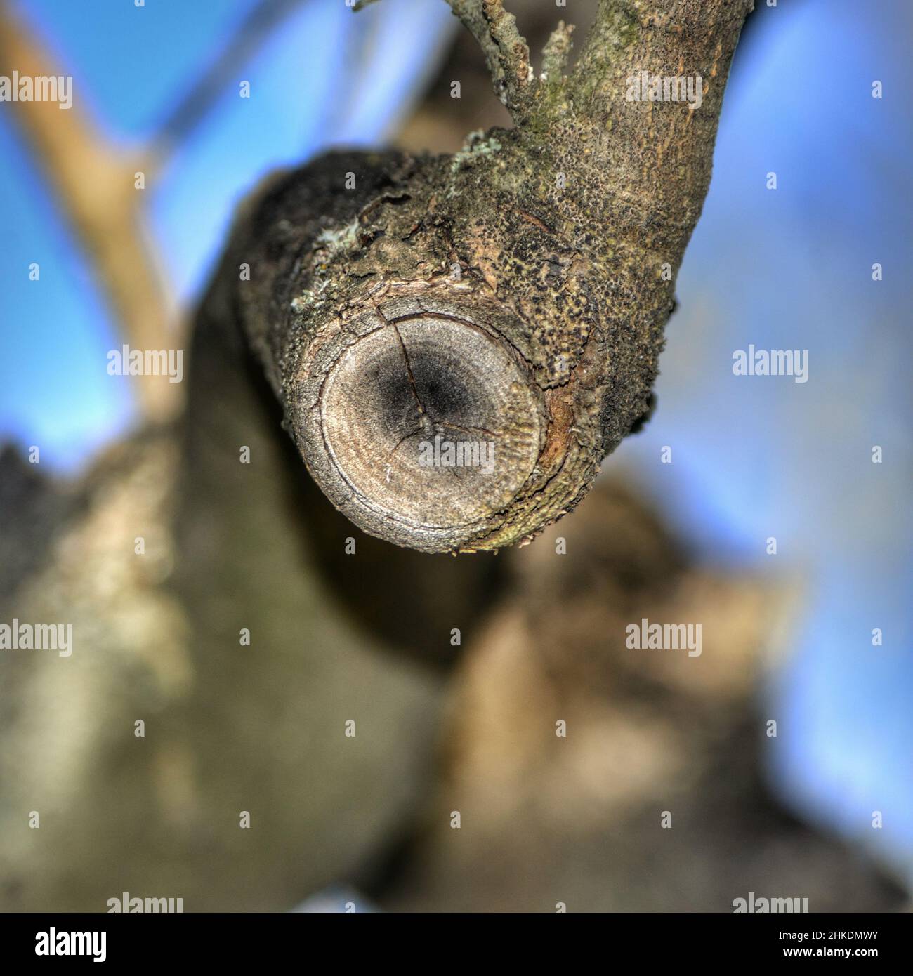 Olivenzweig mit beschneideter Narbe im unscharfen natürlichen Hintergrund Stockfoto