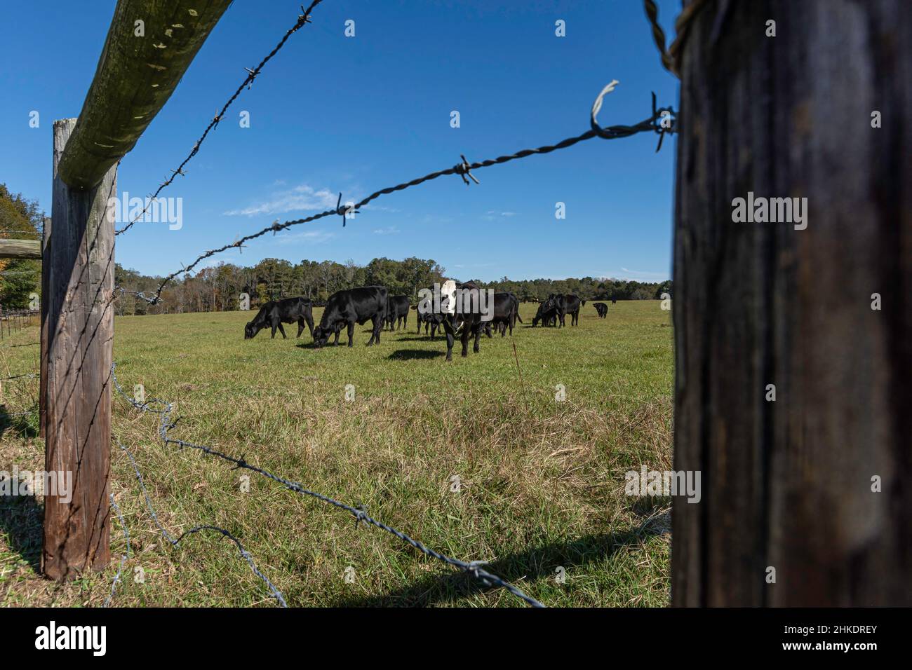 Aus der niedrigen Perspektive sehen Sie eine Herde Angus-Rinderkreuzung, die durch einen Stacheldrahtzaun im ländlichen Alabama gesehen wird. Stockfoto