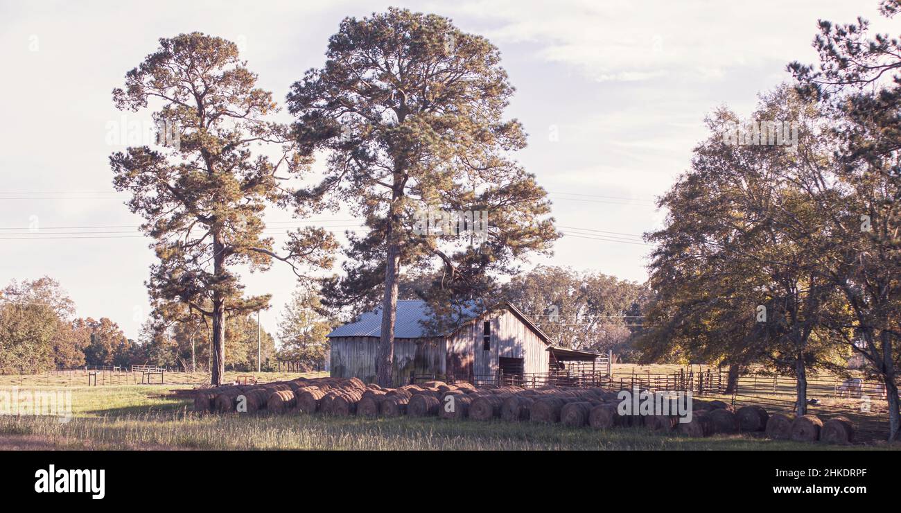 Banner einer alten Scheune mit Heuballen der letzten Saison in gedeckten Farben in Reihen. Stockfoto