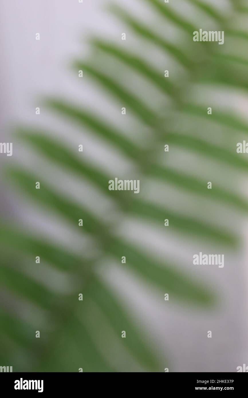 Verschwommenes Foto von grünen Blättern Stockfoto