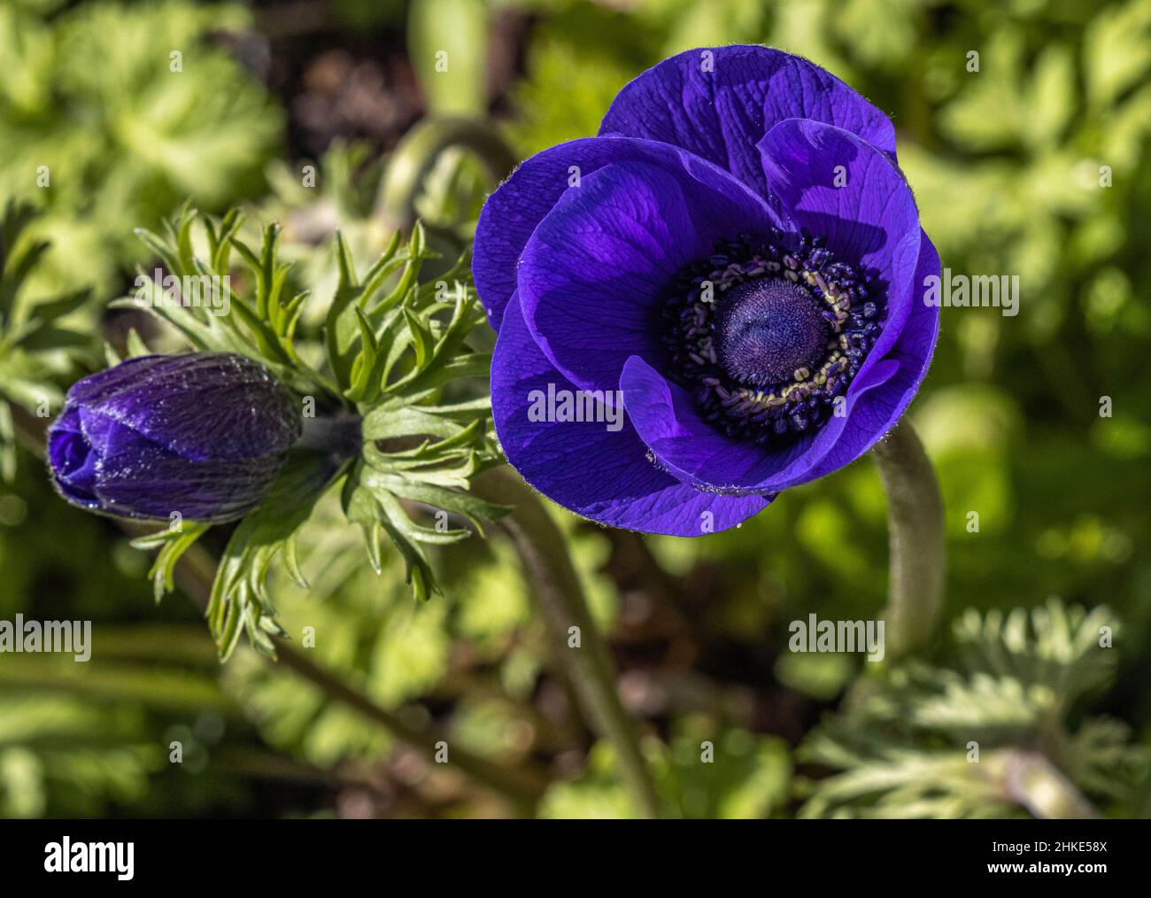 Makro von zwei Anemone-Blumen Stockfoto