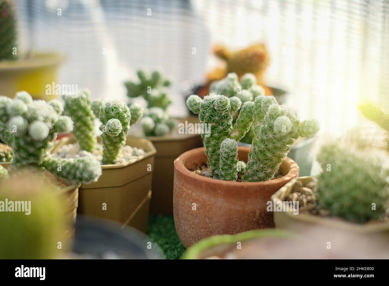 Bild von Kaktus im Garten mit Morgenlicht. Blumenpflanze Hobby-Konzept Stockfoto