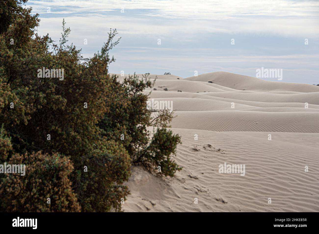 Sanddünen, die sich so weit das Auge reicht, abseits des Highway 3, Sonora, Mexiko. Stockfoto