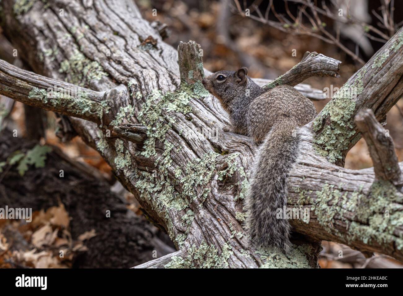 Felshörnchen sind große, buschige Bodenhörnchen, die in felsigen Gebieten wie Talushängen und Felsbrocken zu finden sind. Stockfoto