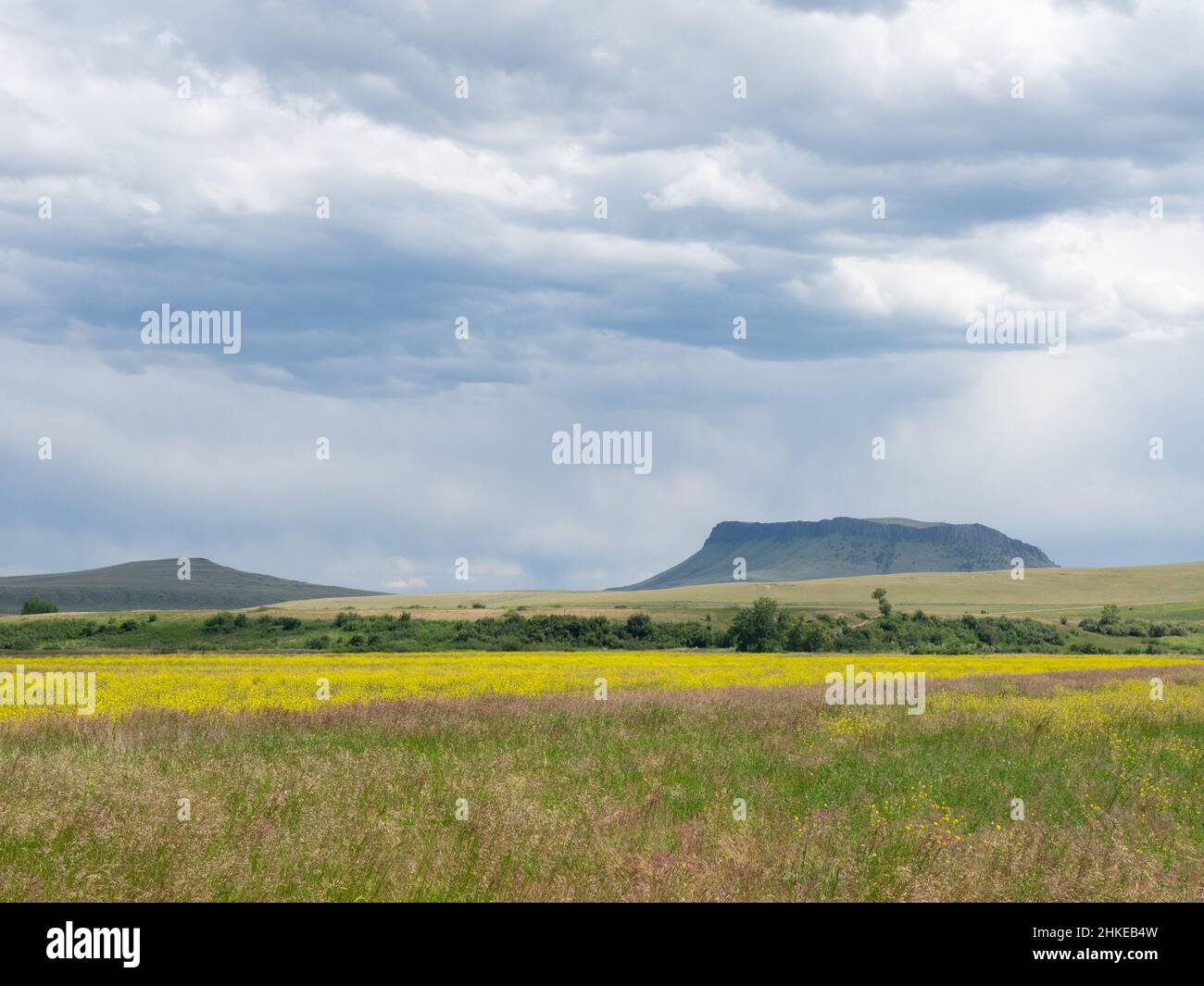 Crown Butte in Central Montana mit Gras, gelb blühender Blattspurge im Vordergrund und Wolken darüber. Stockfoto