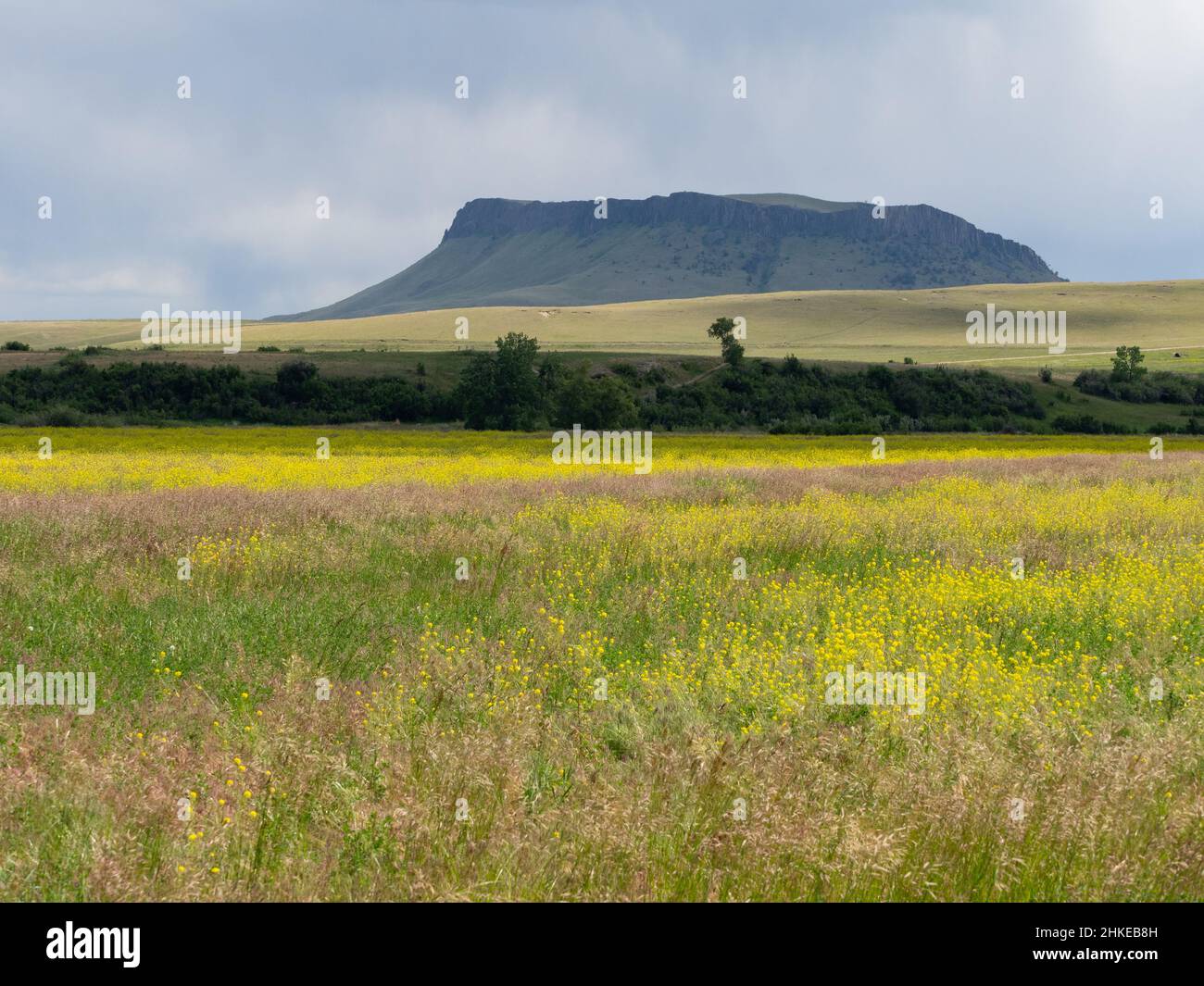 Belaubte Blütenpracht mit gelben Blüten im Vordergrund und Crown Butte im Hintergrund im ländlichen Montana Stockfoto
