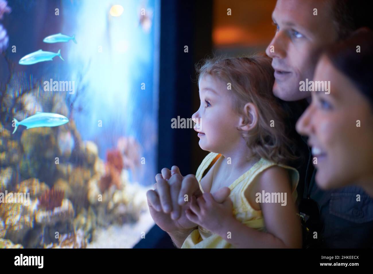 Sie konzentriert sich auf diese Fische. Eine kleine Aufnahme auf einem Ausflug ins Aquarium. Stockfoto