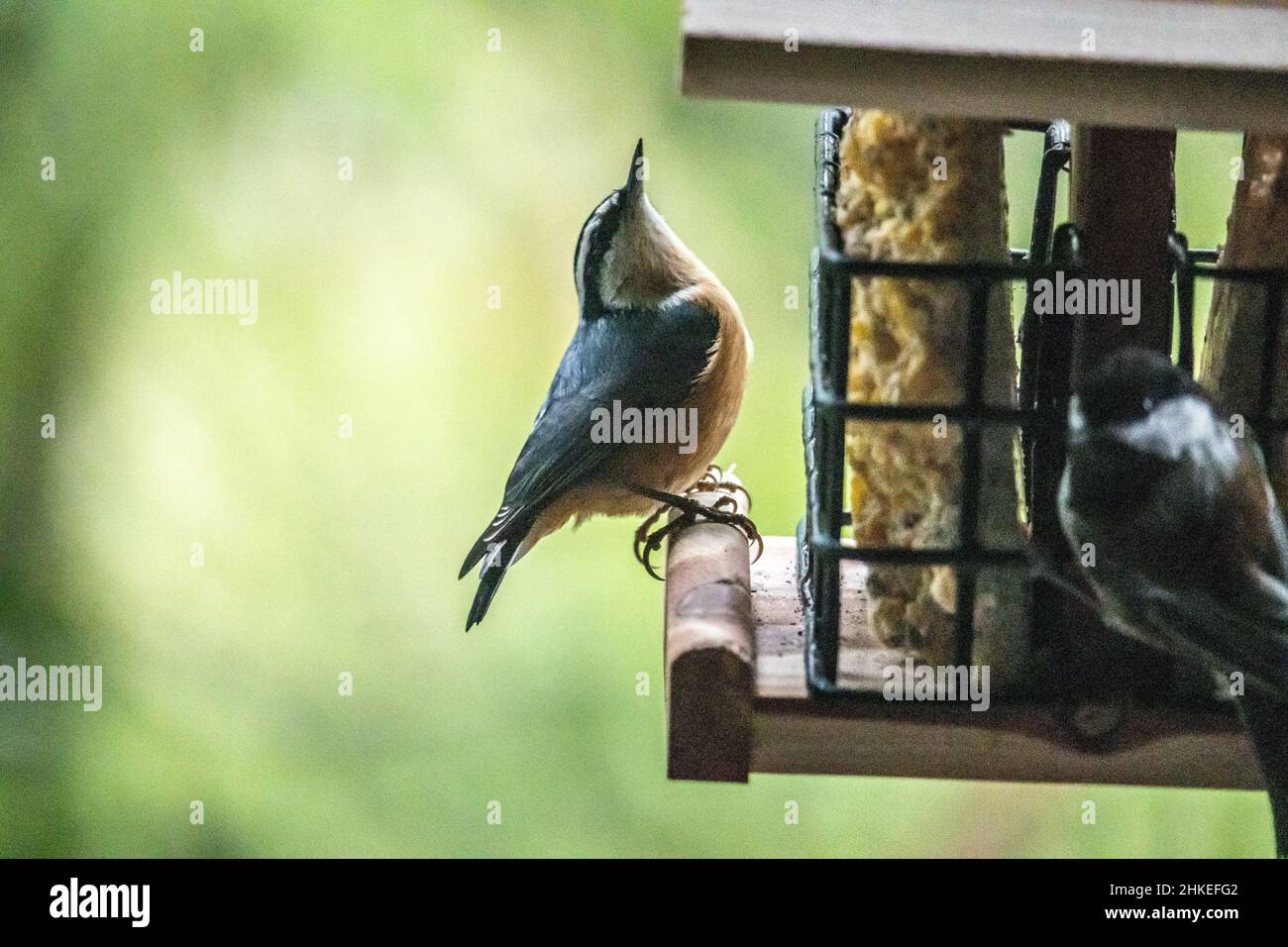 Nahaufnahme von Nacktschnecken-Vögeln auf einem Futterhäuschen Stockfoto