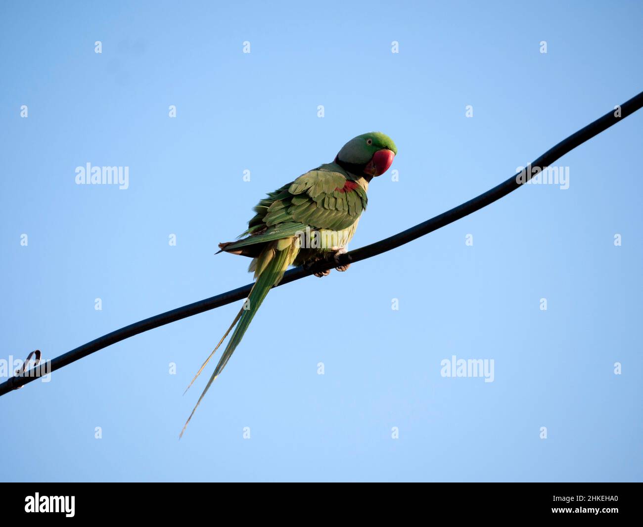 Ein Sittich ist eine von vielen kleinen bis mittelgroßen Papageienarten Stockfoto