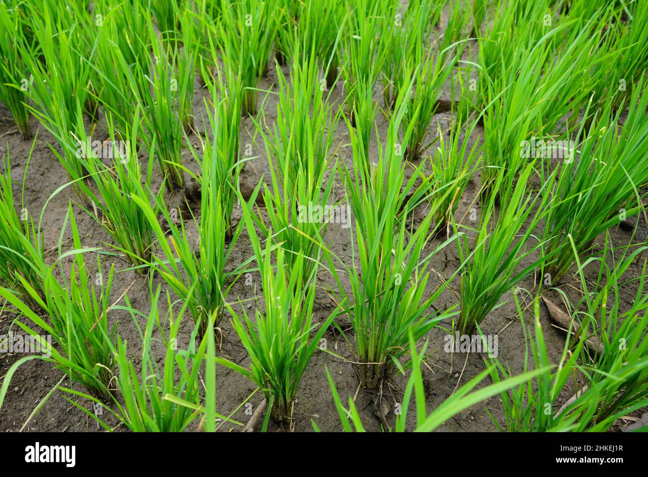 Üppiges und grünes Reisfeld auf dem Land im tropischen Land. Patii, Zentraljava, Indonesien. Stockfoto