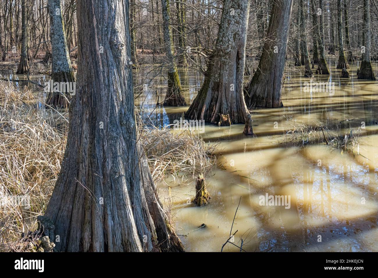 Zypressesumpf am Wapanocca Lake, einer ehemaligen Biegung des Mississippi River, am Wapanocca National Wildlife Refuge in Turrell, Arkansas. (USA) Stockfoto