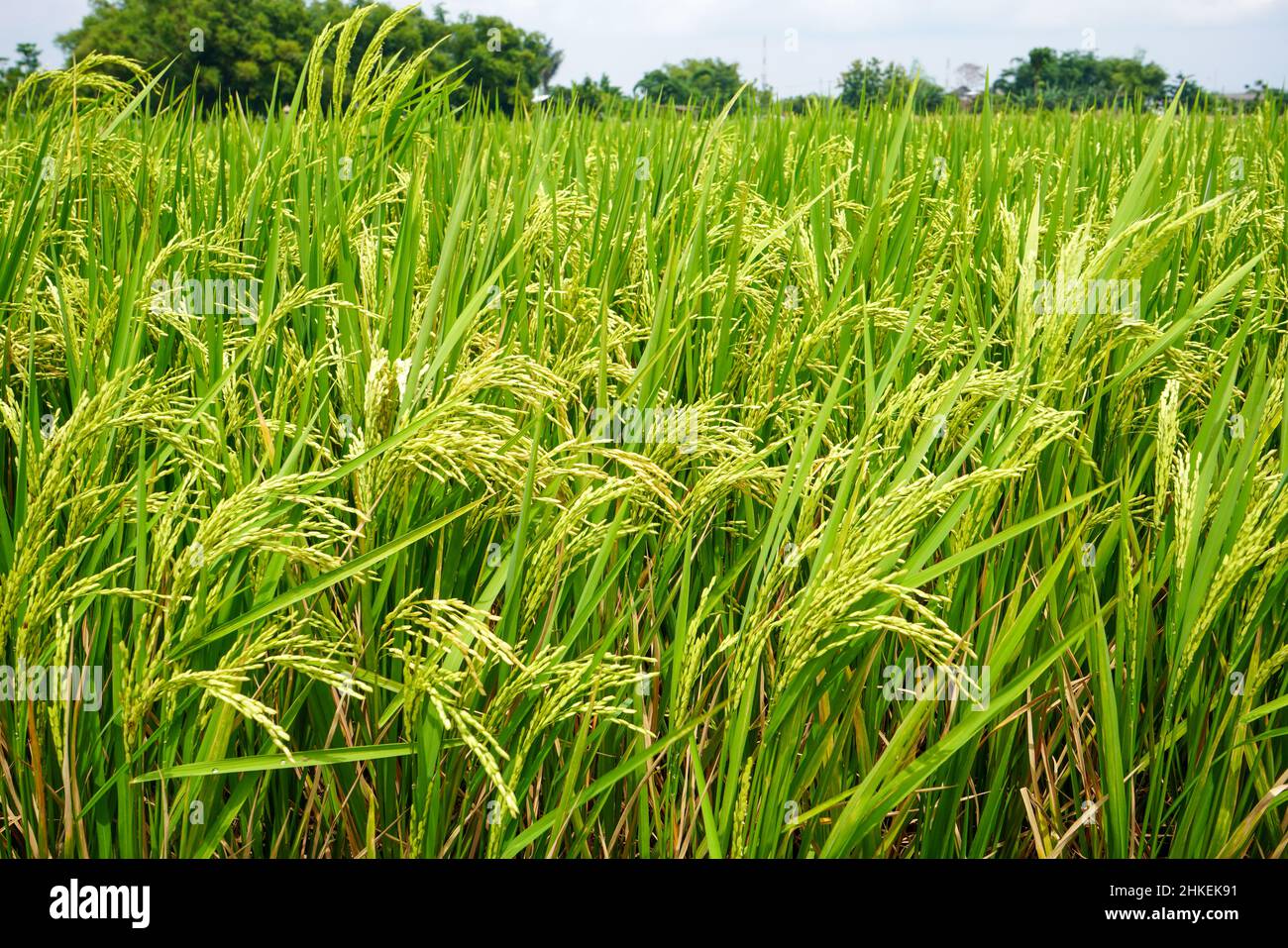 Reisfeld. Nahaufnahme des gelben Reisfeldes mit grünem Blatt und Sonnenlicht. Reisfeld auf Reisfeld Paddy Grün üppiger Anbau ist eine Landwirtschaft. Stockfoto