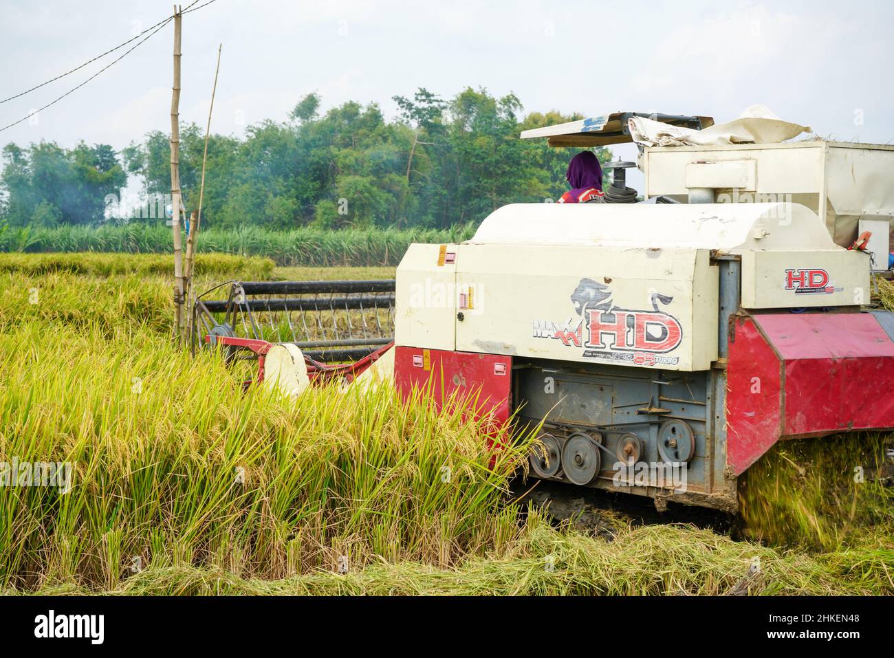 Patii, Indonesien - August 2023 : zur Ernte der Felder wird eine automatische Reismaschine eingesetzt, die in der Erntesaison reif und gelb ist. Stockfoto