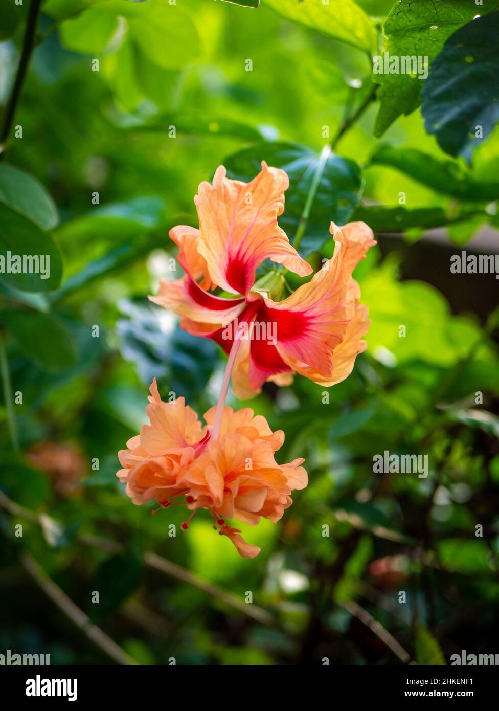 Pfirsich- und rot gefärbte Hibiskusblüte auf grünem Hintergrund. Im tropischen Garten Stockfoto