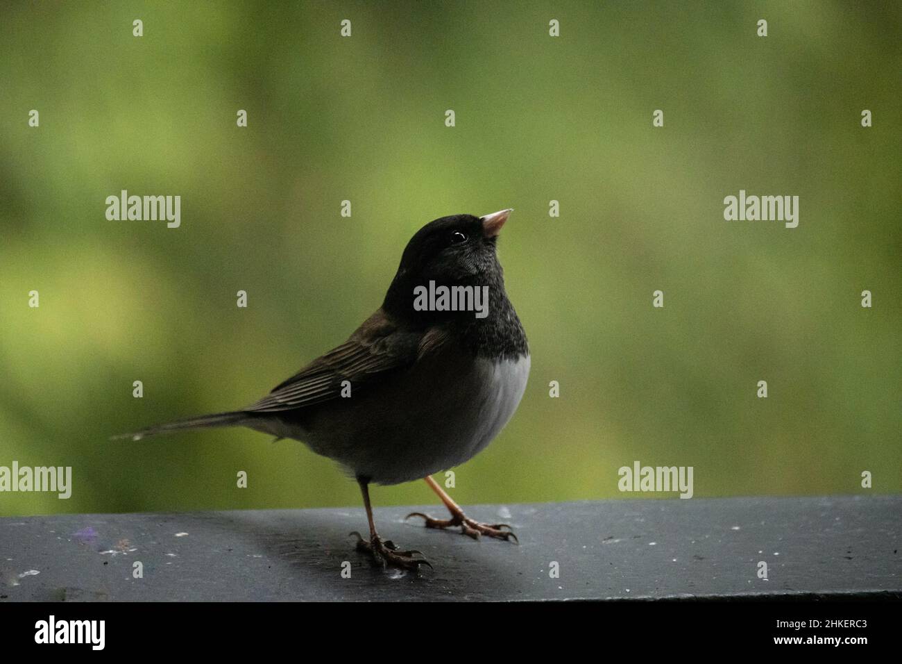 Selektive Aufnahme eines dunkeläugigen Jungvogels, der auf einer Ebenen Fläche thront Stockfoto