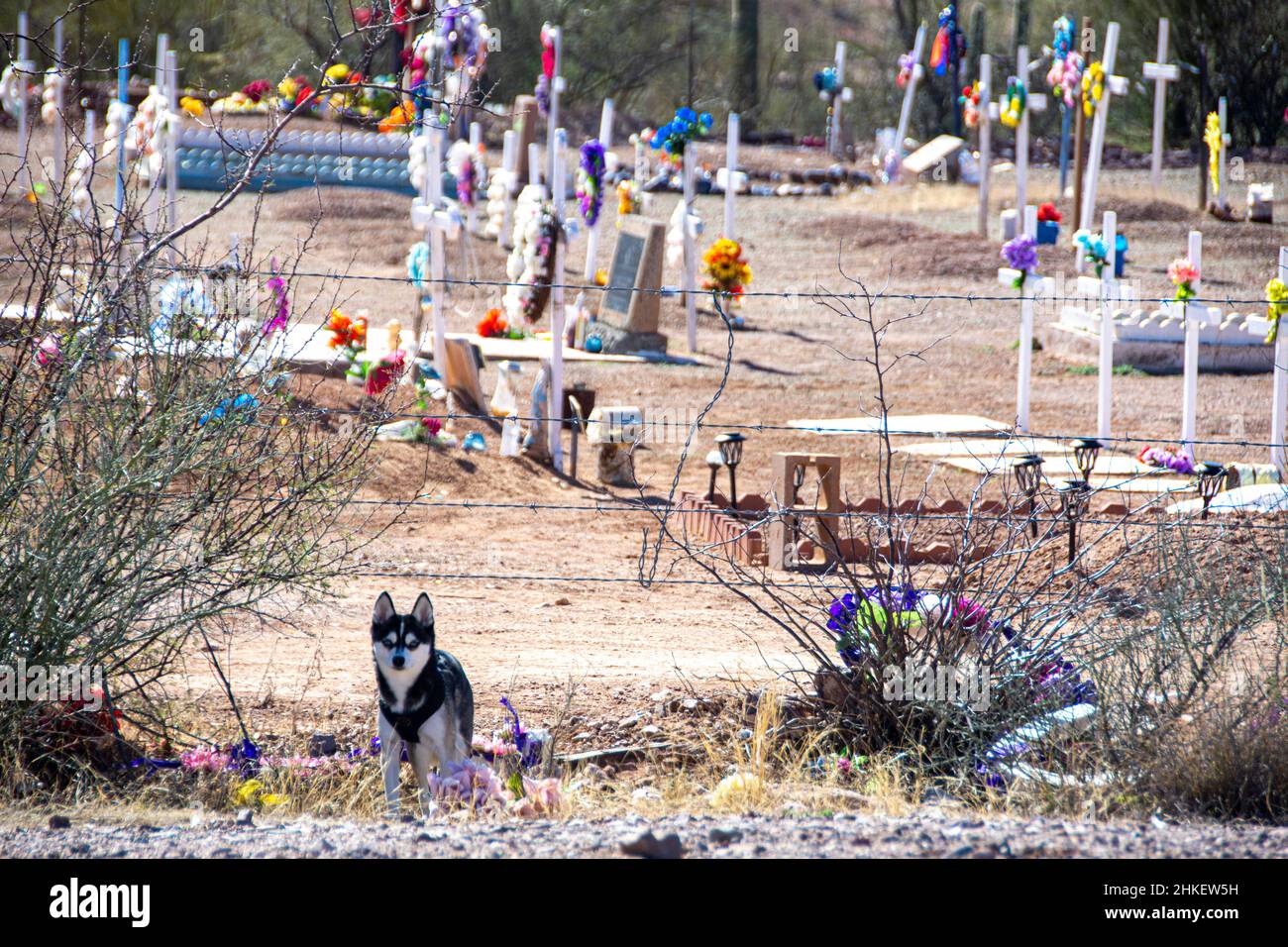 Ein Hund sitzt auf der anderen Straßenseite des Mexican Highway 2 und hinter einem Friedhof an der Straße. Stockfoto